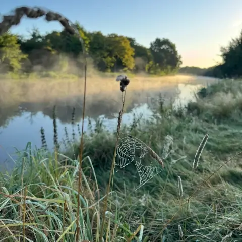 Spinnennetz mit Tautropfen bei Hage in Ostfriesland